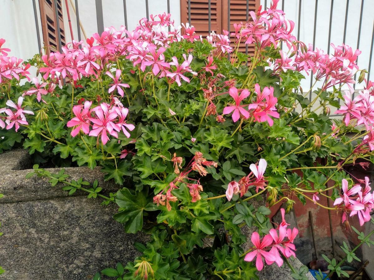 فيلا Chez Bonjour Villar Pellice المظهر الخارجي الصورة